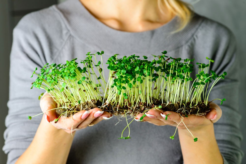 The Role of Microgreens in Boosting Nutritional Intake